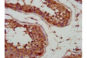 IHC image of ABIN7143538 diluted at 1:700 and staining in paraffin-embedded human testis tissue performed on a Leica BondTM system. (SLC25A5 Antikörper  (AA 144-175))