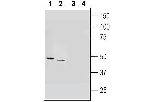 Glial Fibrillary Acidic Protein (GFAP) peptide