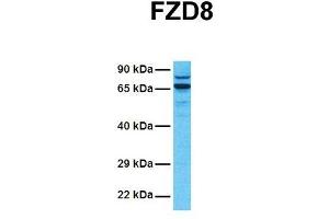 Host:  Rabbit  Target Name:  FZD8  Sample Tissue:  Human 721_B  Antibody Dilution:  1. (FZD8 Antikörper  (N-Term))