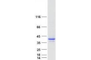 Validation with Western Blot (BIRC7 Protein (Transcript Variant 2) (Myc-DYKDDDDK Tag))