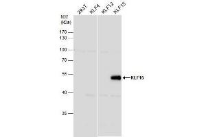 WB Image KLF15 antibody [N1], N-term detects KLF15 protein by western blot analysis. (KLF15 Antikörper  (N-Term))