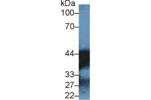 Western Blot; Sample: Human Lung lysate; ;Primary Ab: 1µg/ml Rabbit Anti-Human MDH1 Antibody;Second Ab: 0. (MDH1 Antikörper  (AA 2-334))