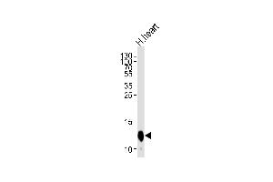 Western blot analysis of lysate from human heart tissue lysate, using COX6A2 Antibody (Center) (ABIN653569 and ABIN2842945). (COX6A2 Antikörper  (AA 37-66))