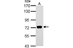 WB Image Sample (30 ug of whole cell lysate) A: THP-1 7. (SAMHD1 Antikörper  (Internal Region))