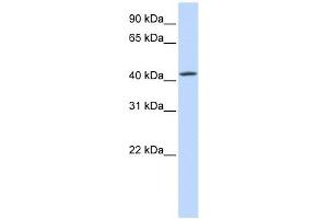 C7ORF42 antibody used at 1 ug/ml to detect target protein.