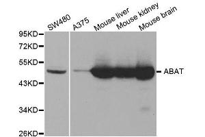 Western blot analysis of extracts of various cell lines, using ABAT antibody. (ABAT Antikörper  (AA 29-300))