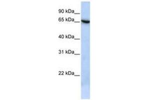 Image no. 1 for anti-Transmembrane Protein 259 (TMEM259) (N-Term) antibody (ABIN6741406) (Membralin Antikörper  (N-Term))