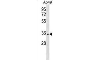 Western Blotting (WB) image for anti-Olfactory Receptor, Family 51, Subfamily B, Member 6 (OR51B6) antibody (ABIN3000039) (OR51B6 Antikörper)