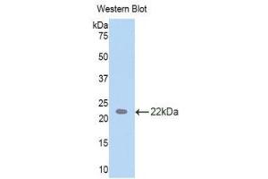 Western Blotting (WB) image for anti-TAR DNA Binding Protein (TARDBP) (AA 104-262) antibody (ABIN1860693) (TARDBP Antikörper  (AA 104-262))