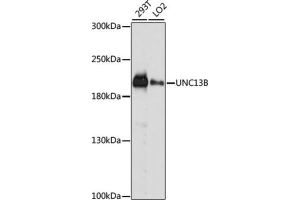 UNC13B anticorps  (AA 1-350)