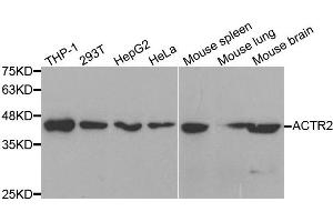 Western blot analysis of extracts of various cell lines, using ACTR2 antibody.