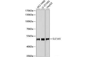 Western blot analysis of extracts of various cell lines using SLC1A5 Polyclonal Antibody at dilution of 1:3000. (SLC1A5 Antikörper)