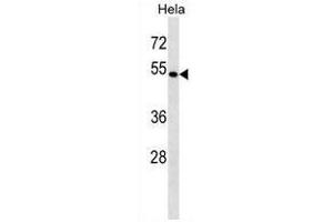 BAG4 Antibody (C-term) western blot analysis in Hela cell line lysates (35µg/lane). (BAG4 Antikörper  (C-Term))