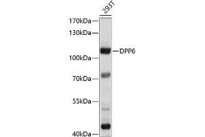 Western blot analysis of extracts of 293T cells, using DPP6 antibody (ABIN6130331, ABIN6139796, ABIN6139797 and ABIN6214371) at 1:1000 dilution. (DPP6 Antikörper  (AA 117-210))
