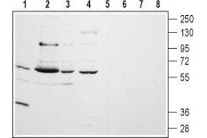 Western blot analysis of rat lung (lanes 1 and 5) and brain (lanes 2 and 6) membranes, human A-875 melanoma (lanes 3 and 7) and human MALM-3M malignant melanoma (lanes 4 and 8) cell lysates: - 1-4. (CHRM5 Antikörper  (Extracellular, N-Term))