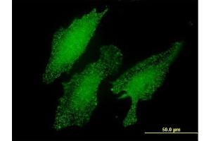 Immunofluorescence (IF) image for anti-LIM Domain Only 3 (Rhombotin-Like 2) (LMO3) (AA 91-146) antibody (ABIN565946)