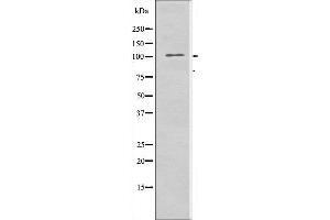 Western blot analysis of extracts from RAW264. (IARS2 Antikörper  (N-Term))
