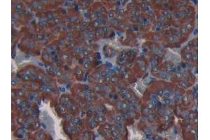 DAB staining on IHC-P; Samples: Rat Adrenal gland Tissue (COL3A1 Antikörper  (AA 1171-1435))