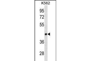 LEF1 Antibody ABIN1882259 western blot analysis in K562 cell line lysates (35 μg/lane). (LEF1 Antikörper  (AA 10-37))