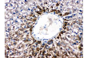 Anti- CYP1A2 Picoband antibody, IHC(P) IHC(P): Rat Liver Tissue (CYP1A2 Antikörper  (AA 185-320))
