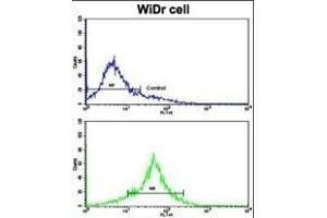 Flow cytometric analysis of WiDr cells using TYSY Antibody (C-term)(bottom histogram) compared to a negative control cell (top histogram). (TYMS Antikörper  (C-Term))