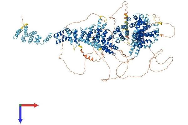 THO Complex 2 Protein (THOC2) (AA 1-1593) (His tag)