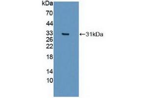 Figure. (IREB2 Antikörper  (AA 39-281))