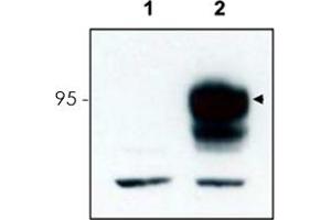 Western blot using Ntrk3 polyclonal antibody  to detect over-expressed Ntrk3 in HEK293 cells (Lane 2, arrowhead). (NTRK3 Antikörper  (C-Term))