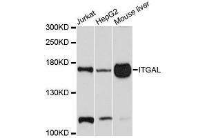Western blot analysis of extracts of various cell lines, using ITGAL antibody. (ITGAL Antikörper  (AA 26-306))