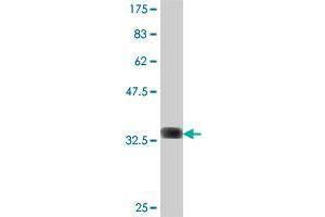 Western Blot detection against Immunogen (33. (RPP40 Antikörper  (AA 295-363))