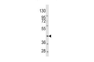 Western blot analysis of anti-PDGFRL Antibody (C-term) (ABIN392037 and ABIN2841805) in Hela cell line lysates (35 μg/lane). (PDGFRL Antikörper  (C-Term))