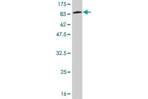 Western Blot detection against Immunogen (85. (IFNA2 Antikörper  (AA 24-188))