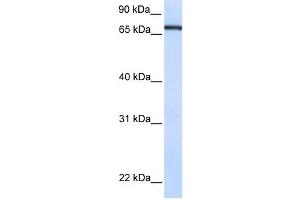 Western Blotting (WB) image for anti-Transcription Factor 7-Like 1 (T-Cell Specific, HMG-Box) (TCF7L1) antibody (ABIN2459996) (TCF7L1 Antikörper)