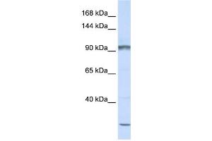 Western Blotting (WB) image for anti-Protocadherin alpha Subfamily C, 2 (PCDHAC2) antibody (ABIN2459277) (PCDHAC2 Antikörper)