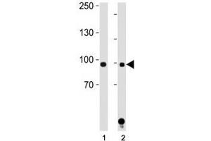 STAT1 antibody western blot analysis in (1) HeLa and (2) Jurkat lysate.