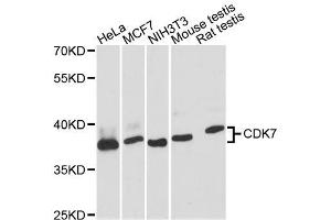 Western blot analysis of extracts of various cell lines, using CDK7 antibody. (CDK7 Antikörper  (AA 211-346))