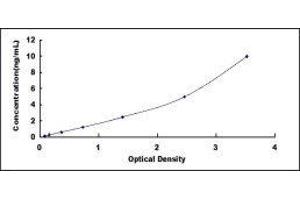 S100 Calcium Binding Protein P (S100P) ELISA Kit