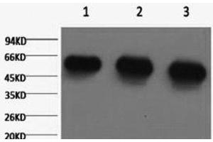 Western Blot analysis of 1) Hela, 2) Rat brian, 3) Mouse brain using alpha Tubulin Monoclonal Antibody at dilution of 1:5000. (alpha Tubulin Antikörper)