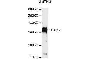 Western blot analysis of extracts of U-87MG cells, using ITGA7 antibody (ABIN6292834) at 1:3000 dilution. (ITGA7 Antikörper)