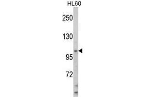 Western blot analysis of HIP116A Antibody (Center) in HL60 cell line lysates (35 µg/lane). (HLTF Antikörper  (Middle Region))