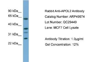 WB Suggested Anti-APOL2  Antibody Titration: 0. (Apolipoprotein L 2 Antikörper  (Middle Region))