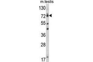 Western blot analysis of ELL (arrow) in mouse testis tissue lysates (35ug/lane) using ELL  Antibody (C-term). (ELL Antikörper  (C-Term))