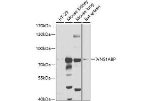 Western blot analysis of extracts of various cell lines, using IVNS1ABP antibody (ABIN1680538, ABIN3018933, ABIN3018934 and ABIN6220631) at 1:1000 dilution. (IVNS1ABP Antikörper  (AA 1-300))