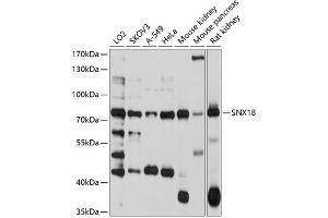 Western blot analysis of extracts of various cell lines, using SNX18 antibody  at 1:1000 dilution. (SNX18 Antikörper  (AA 445-624))