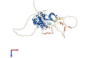 WEE2 Protein (AA 1-567) (His tag)