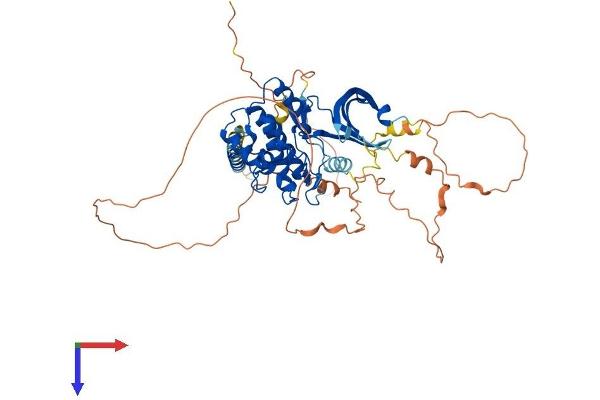 WEE2 Protein (AA 1-567) (His tag)