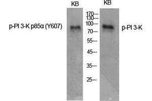 Western Blot (WB) analysis of specific cells using Phospho-PI 3-kinase p85alpha (Y607) Polyclonal Antibody. (PIK3R1 Antikörper  (pTyr607))