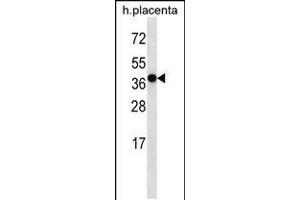 Western blot analysis in human placenta tissue lysates (35ug/lane). (OR5H2 Antikörper  (C-Term))
