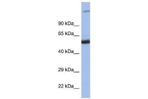 Western Blot showing IRF8 antibody used at a concentration of 1. (IRF8 Antikörper  (C-Term))