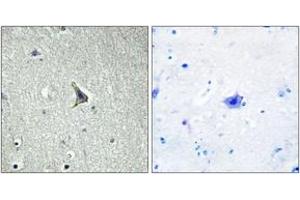 Immunohistochemistry analysis of paraffin-embedded human brain tissue, using GPR137C Antibody. (GPR137C Antikörper  (AA 256-305))